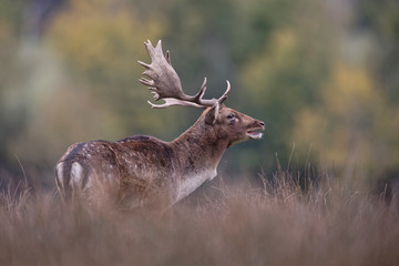 Daim pendant le brame