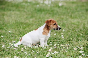 Jack Russell Terrier puppy on the grass in summer
