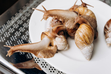 Live snails on a white plate ready to cook