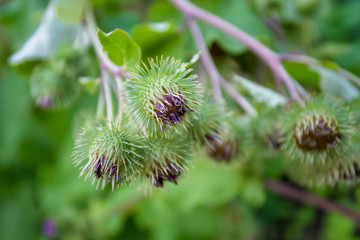 Medicinal plantation burdock. Arctium lappa