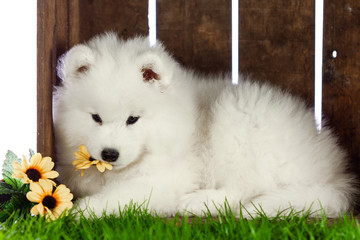 Fototapeta premium samoyed dogs puppies isolated on white