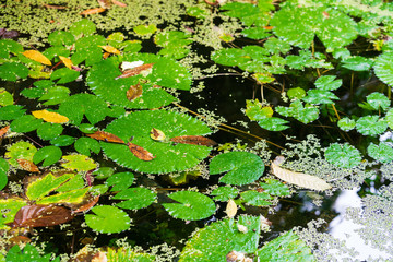 Swamp covered in green plants. Swamp grass