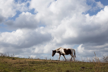 Grazing horses on the green Field.