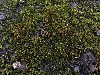 Beautiful flowering moss in the forest