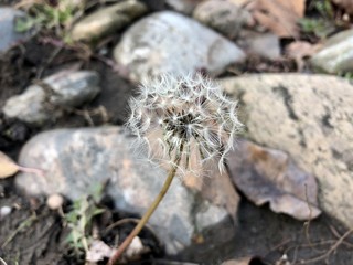 Small dandelion with seeds in garden