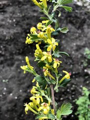 Flowering currants with flowers in the spring
