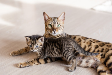 Beautiful bengal cat portrait with its striped baby kitten lying on the floor
