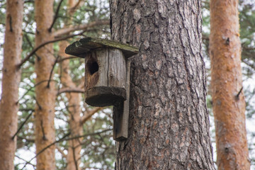 Birdhouse nailed to a pine