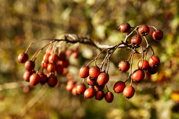 Common hawthorn fruits