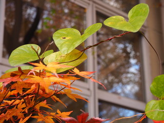 A picture of a green heart