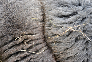 fur wool texture background, a pair of sheep standing outdoor
