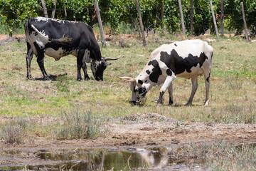 Black and White Nguni cows grazing in a pasture, Western Cape, South Africa. This is an indigenous hybrid breed used for milk and beef