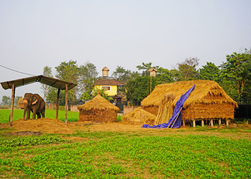 Domestic Elephant in the farm , Sauraga village, Nepal