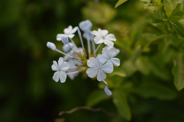 Beautiful flower in the valley
