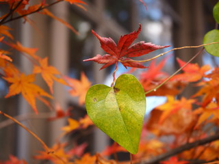 Autumn leaves and green heart