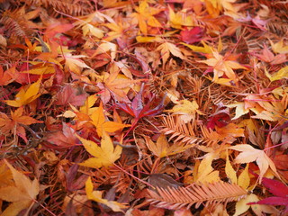  Photograph of carpet of colored leaves