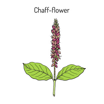 Chaff-flower achyranthes aspera , medicinal plant