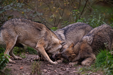 Loups gris d'Europe