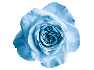 blue rose flower closeup no background