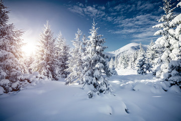 Fototapeta na wymiar Gorgeous white spruces on a frosty day. Location Carpathian national park, Ukraine, Europe.