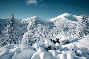 Fototapeta na wymiar Vivid white spruces on a frosty day. Location Carpathian mountain, Ukraine, Europe.