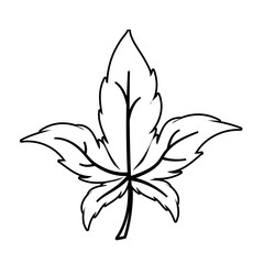 Isolated maple autumn leaf vector design