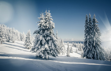 Fototapeta premium Vivid white spruces on a frosty day. Location Carpathian mountain, Ukraine, Europe.