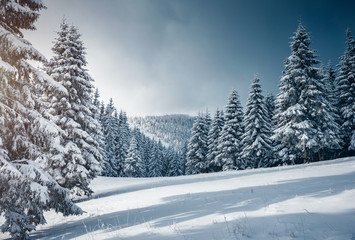 Fototapeta na wymiar Vivid white spruces on a frosty day. Location Carpathian mountain, Ukraine, Europe.