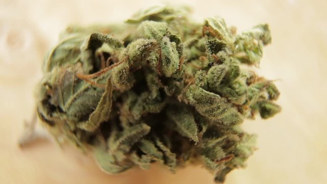 Macro shot of sativa or indica weed bud with fresh trichoma crystals on turning subject wooden table. CBD, THC concept
