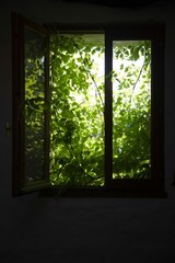 Shrubbery Behind Window