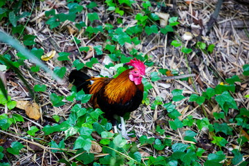 chicken with red crest in forest .