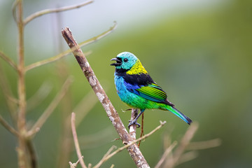 Colorful Green-headed tanager perched on a bare branch against defocused background, Serra da Mantiqueira, Atlantic Forest, Itatiaia,  Brazil 
