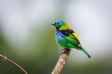 Colorful Green-headed tanager perched on a bare branch against defocused background, Serra da Mantiqueira, Atlantic Forest, Itatiaia,  Brazil 