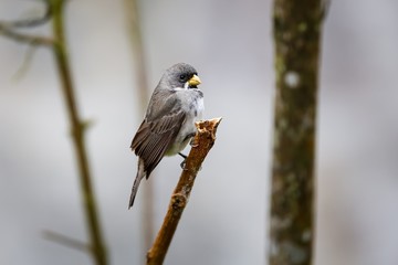 Close up of a Double-collared seedeater perched on a branch, against defocused background, side view, Serra da Mantiqueira, Atlantic Forest, Itatiaia,  Brazil 