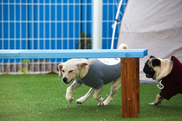 Happy puppies in a private playground	