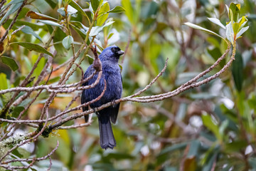 Diademed tanager perched on a tree branch against green defocused background, Serra da Mantiqueira, Atlantic Forest, Itatiaia,  Brazil 