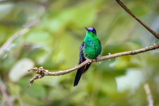 Close up of a Violet-capped woodnymph perched on a branch against defocused background, front view, Serra da Mantiqueira, Atlantic Forest, Itatiaia,  Brazil 