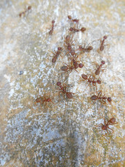 Weaver ants or green ants, scientific name Oecoephylla Smaradgina living wild in the tropical bush.