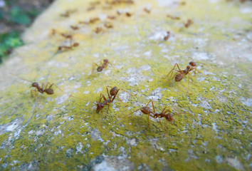 Weaver ants or green ants, scientific name Oecoephylla Smaradgina living wild in the tropical bush.