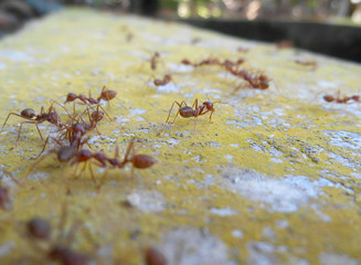 Weaver ants or green ants, scientific name Oecoephylla Smaradgina living wild in the tropical bush.