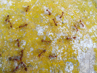 Weaver ants or green ants, scientific name Oecoephylla Smaradgina living wild in the tropical bush.