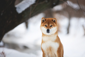 Beautiful shiba inu male dog sitting in the forest in winter. Japanese shiba inu dog in the snow
