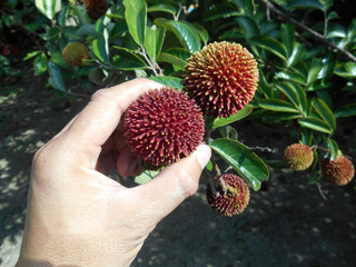 The pulasan or scientific name Nephelium mutabile Blume is often called wild rambutan by the locals. Grows in the tropics and have a sweet fruit.