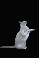 Blue Burmese Cat Sitting On Hind Legs