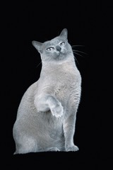Blue Burmese Cat Raising Paw