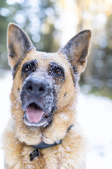 German Shepherd Dog Portrait. Close Up Face Covered in Snow