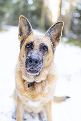 Dog Sitting in Snow . Outdoor Dog Portrait