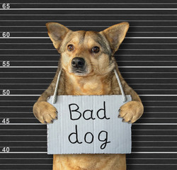 The beige dog with a banner on his neck that says Bad Dog is in the prison. Black lineup background.