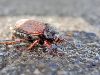 bug