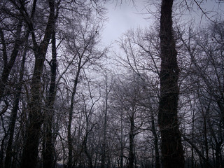 Bare trees in the winter